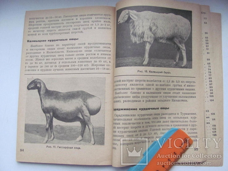 Племенное овцеводство и метизация овец. 1935 г, фото №7
