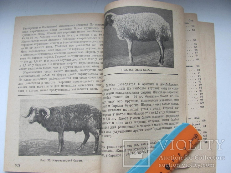 Племенное овцеводство и метизация овец. 1935 г, фото №12