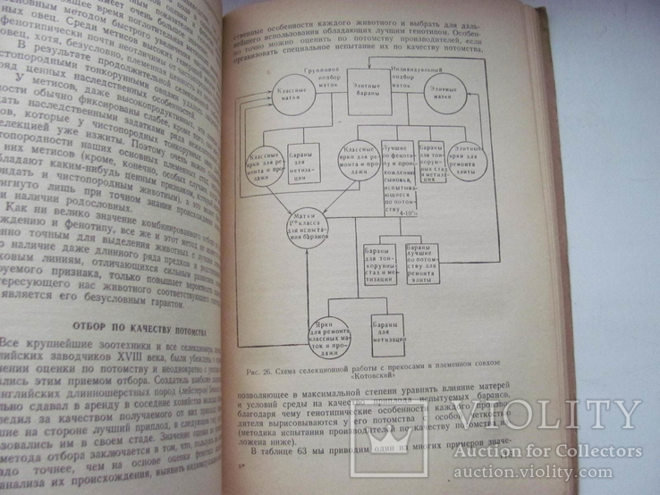 Племенное дело в тонкорунном овцеводстве 1941 г, фото №9