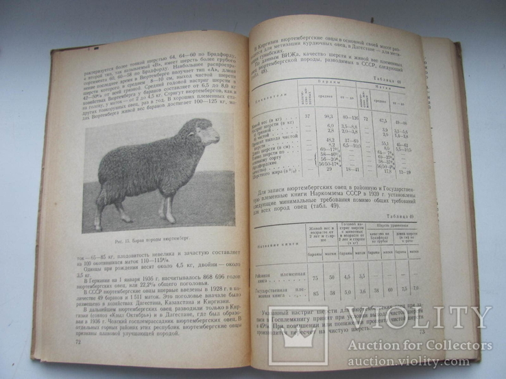 Племенное дело в тонкорунном овцеводстве 1941 г, фото №12