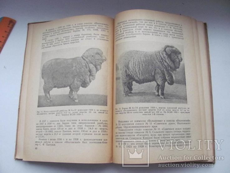 Племенное дело в тонкорунном овцеводстве 1941 г, фото №13