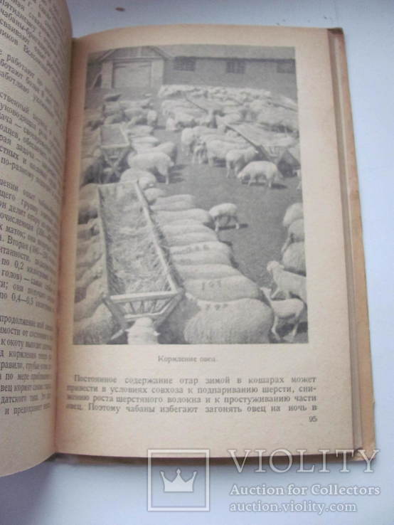 Передовой опыт в овцеводстве 1940 г, фото №10