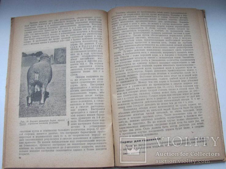 Основы кормления овец 1933 г, фото №7