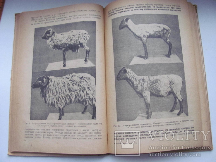 Основы кормления овец 1933 г, фото №9