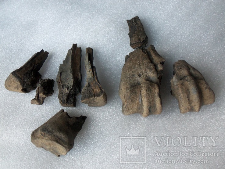 Окаменелые кости доисторического животного. Окаменелость. Бизон?, фото №4