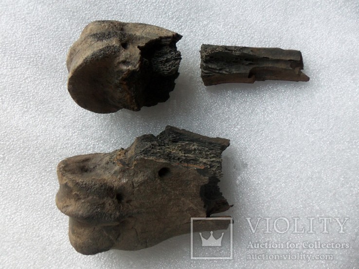 Окаменелые кости доисторического животного. Окаменелость. Бизон?, фото №7