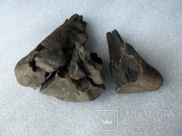 Окаменелые кости доисторического животного. Окаменелость. Бизон?, фото №9