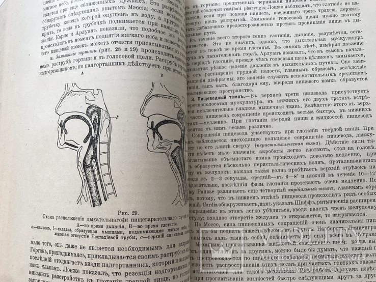 1916 Гедон. Учебник по физиологии, фото №8