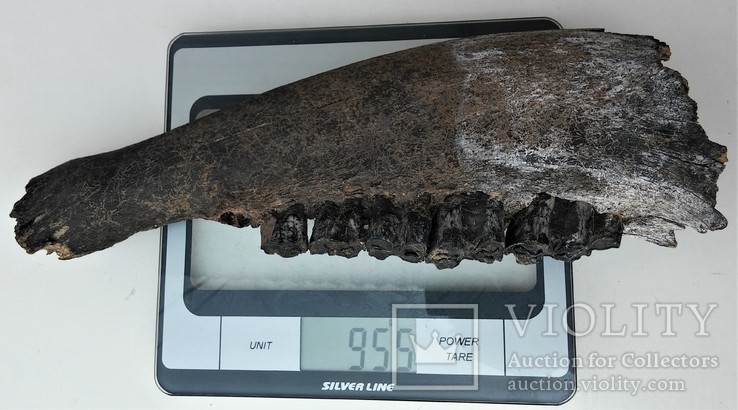Велика скам'яніла щелепа із зубами стародавньої тварини., фото №2