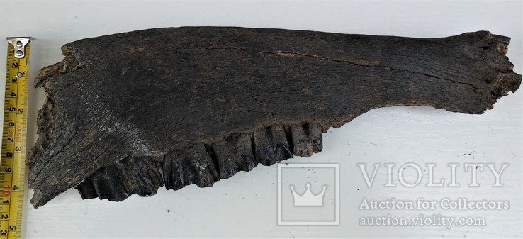 Велика скам'яніла щелепа із зубами стародавньої тварини., фото №4