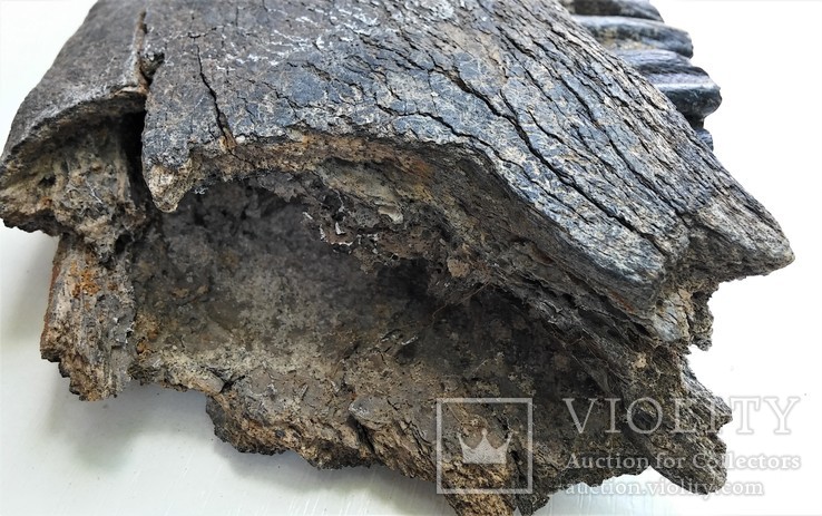 Велика скам'яніла щелепа із зубами стародавньої тварини., фото №5