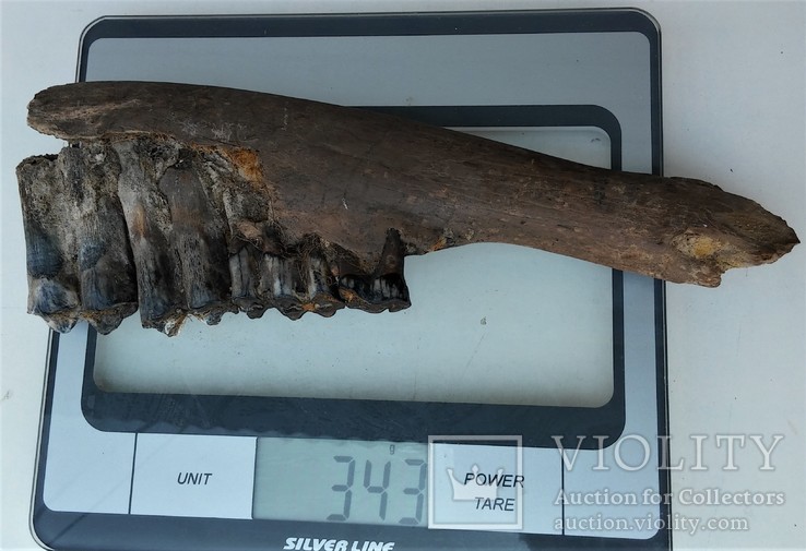 Скам'яніла щелепа із зубами стародавньої тварини., фото №2