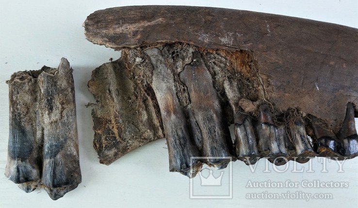 Скам'яніла щелепа із зубами стародавньої тварини., фото №3