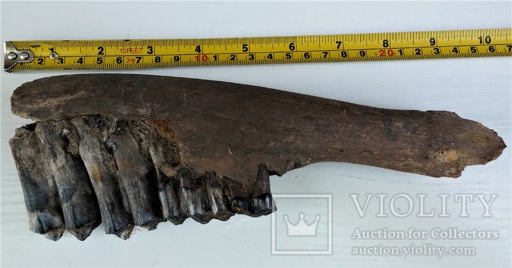 Скам'яніла щелепа із зубами стародавньої тварини., фото №5