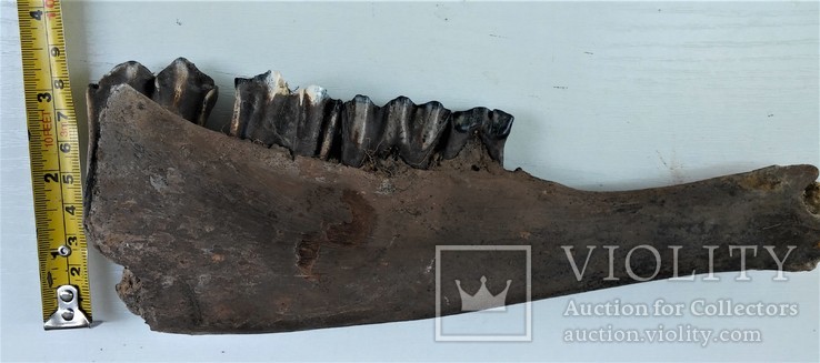 Скам'яніла щелепа із зубами стародавньої тварини., фото №6
