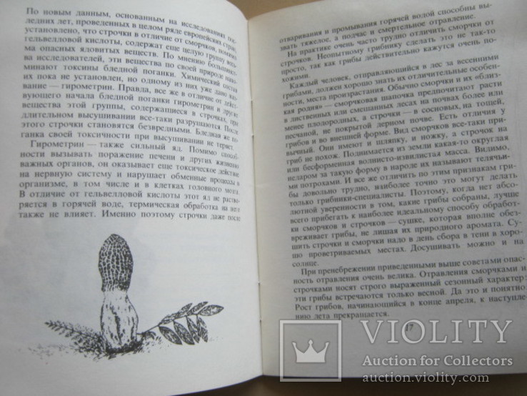С.М. Мартынов Профилактика отравлений грибами, фото №7