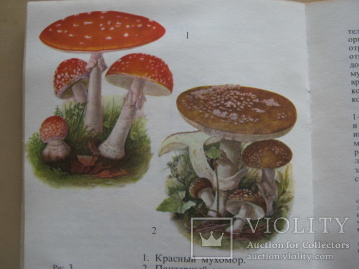 С.М. Мартынов Профилактика отравлений грибами, фото №10