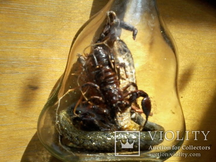 Кобра держит в зубах Скорпиона в бутылке, фото №4