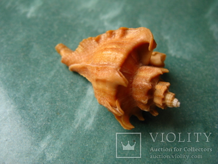 Морская раковина мурекс Pteropurpura falcatа, фото №3