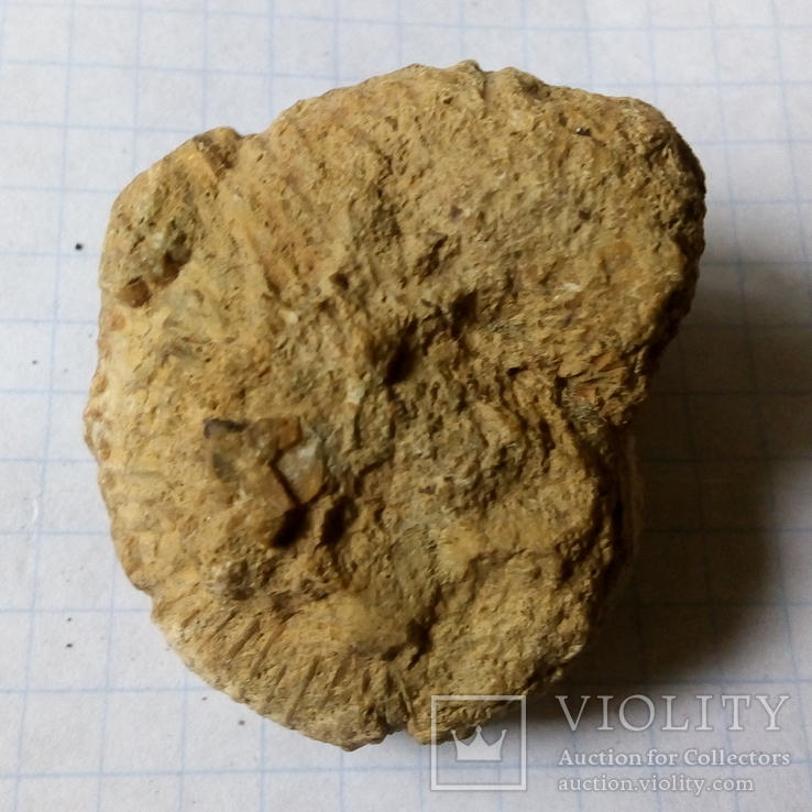 Амонит, окаменелость раковины моллюска