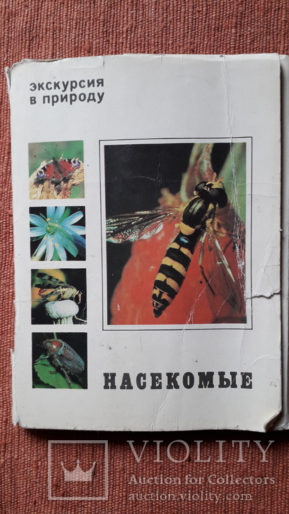 Экскурсия в природу. Насекомые., фото №3