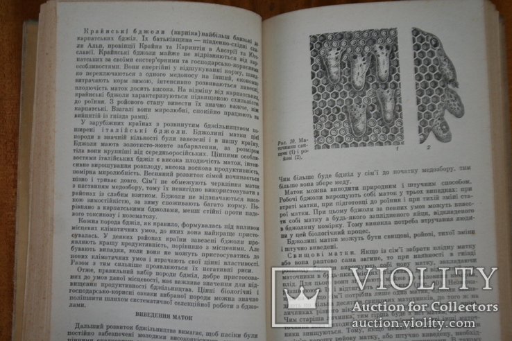 Карпатські бджоли. Довідник. Ужгород, 1982, фото №7