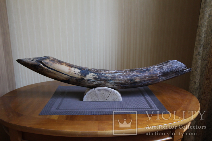Бивень мамонта поздний Плейстоцен (около 100 тыс лет) вес 4,20 кг, фото №3