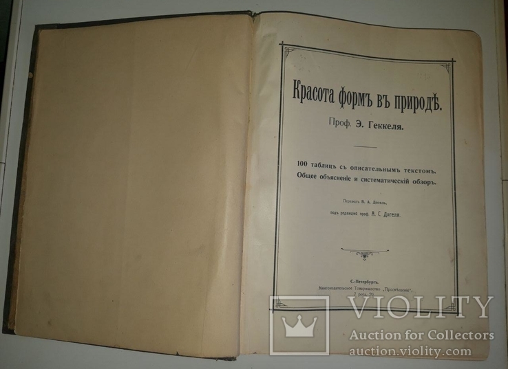 Красота форм в природе. Э. Геккеля. 100 таблиц с описательным текстом. 1904 год, фото №3