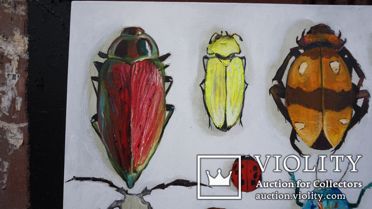 Энтомологическая коллекция насекомых №2, фото №4