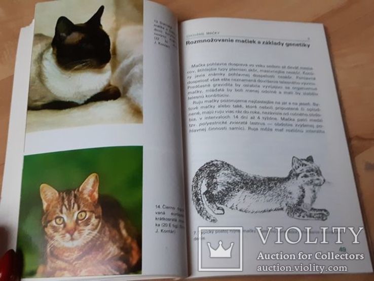 Chováme mačky Ján Rizman книга  про котів про котов, фото №3