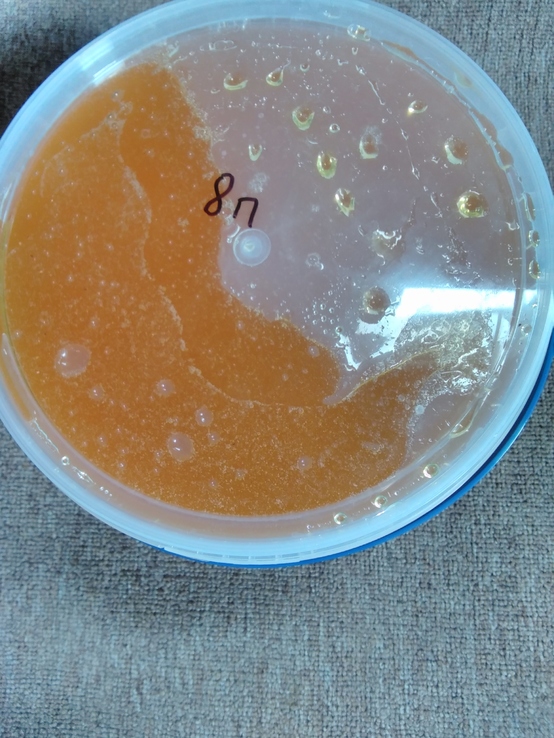 Мёд подсолнух. 3.3л. (4.5 кг.)№8