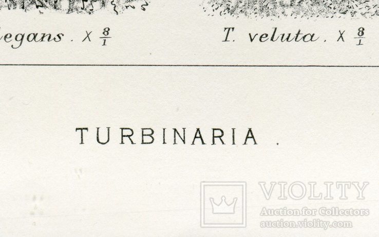 Старинная гравюра. Турбинария. 32х25 см, фото №8