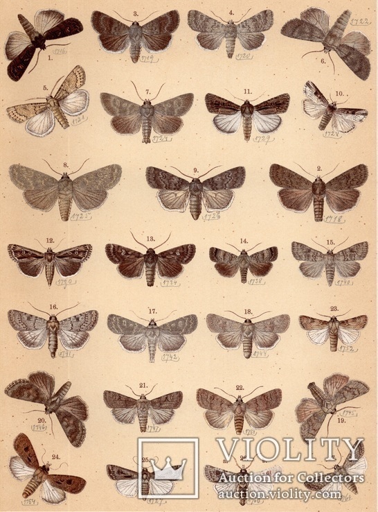Старинная цветная литография.Gross-Schmetterlinge Europas. 1894 год. (28,6х21,1см.). (3)..