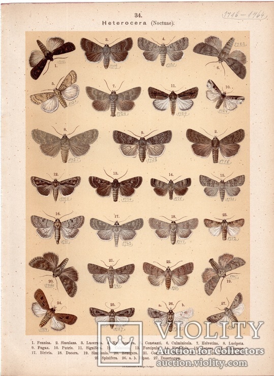 Старинная цветная литография.Gross-Schmetterlinge Europas. 1894 год. (28,6х21,1см.). (3).., photo number 5