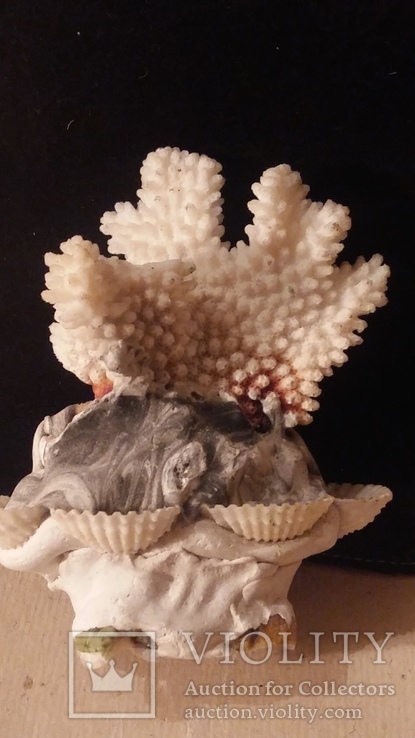 Сувенир с белым коралом и ракушка, фото №8
