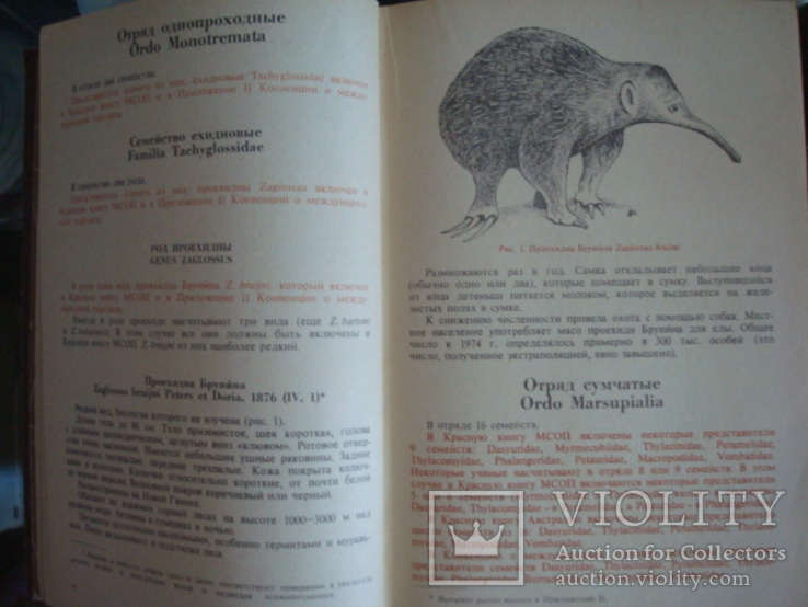 "Редкие и исчезающие животные" В.Соколов 1986г., фото №4