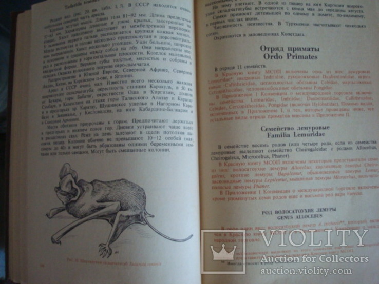 "Редкие и исчезающие животные" В.Соколов 1986г., фото №6