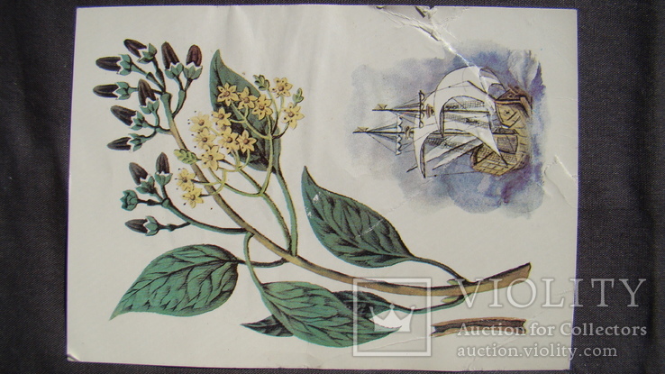 Набір листівок - З історії пряних рослин (16 жовтня), 1986, фото №9