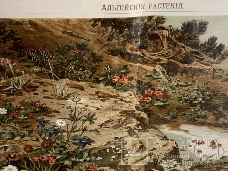 1900 Хромолитография Альпийские растения, фото №3