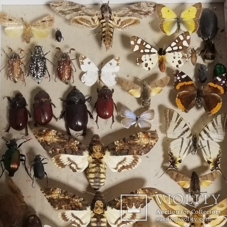 Энтомологическая коллекция насекомых №17, фото №5