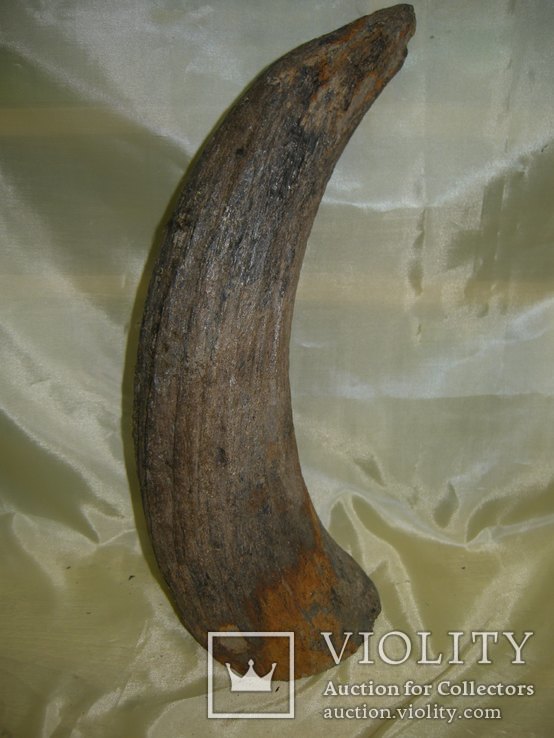 Бивень древнего бизона | 38см, 2,5 кг