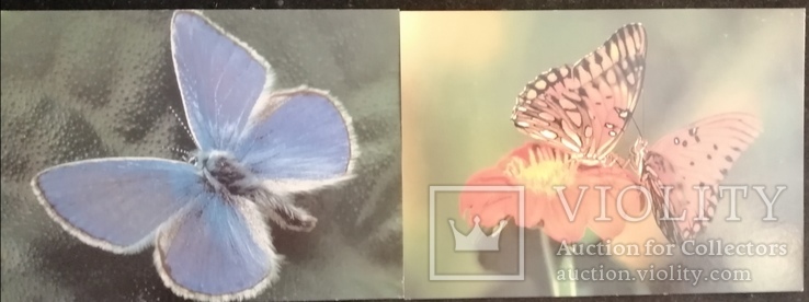 Листівки чисті, тематика метелики, фото №2
