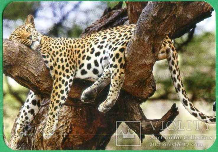 Фауна леопард