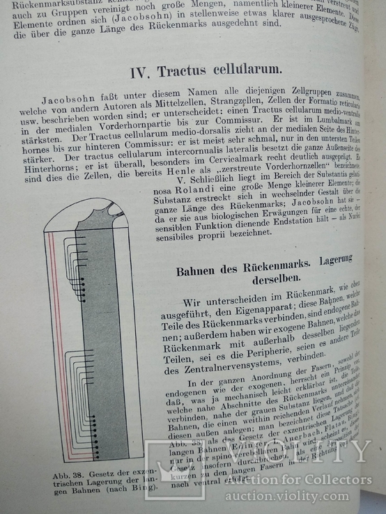 1910 Неврология Немецкий язык Левандовский, фото №10
