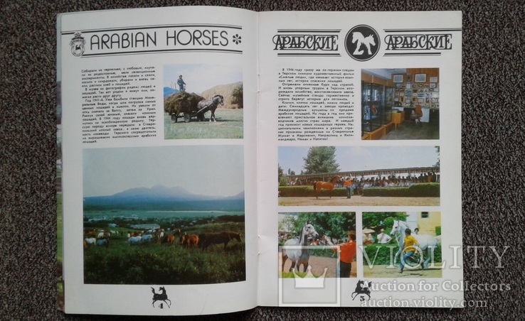 Арабские лошади на Ставрополье.(1988 год)., фото №3