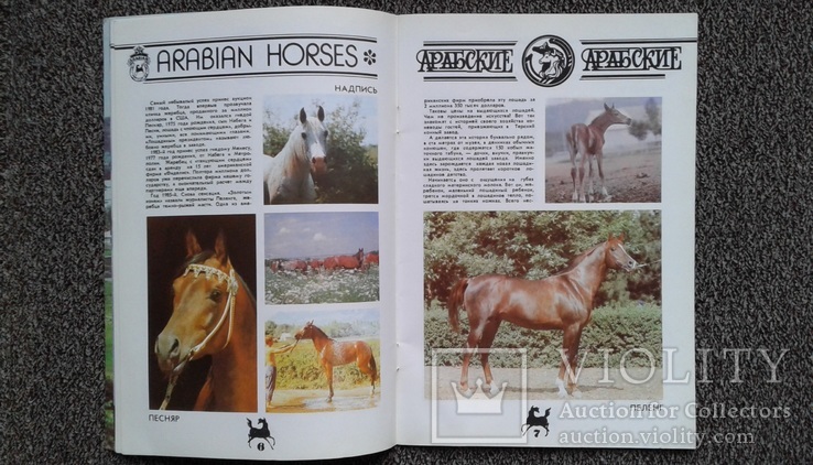 Арабские лошади на Ставрополье.(1988 год)., фото №4
