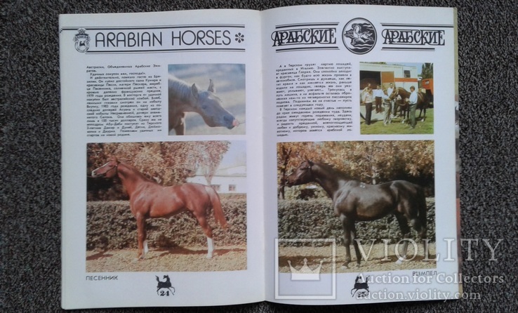 Арабские лошади на Ставрополье.(1988 год)., фото №9