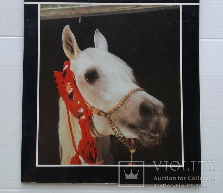 Арабские лошади на Ставрополье.(1988 год)., фото №12