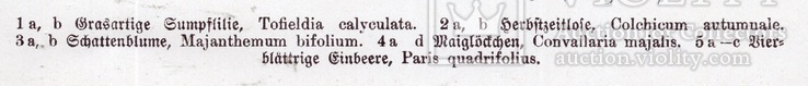 Старинная хромолитография. Ботаника. Bilder-Atlas des Pflanzenreichs. 1909 год. (24х16см.), фото №4
