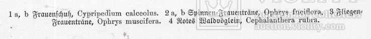 Старинная хромолитография. Ботаника. Bilder-Atlas des Pflanzenreichs. 1909 год. (24х16см.), фото №4